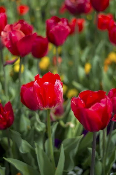 La tulipe et de nombreuses fleurs fleurissent à Floriade Canberra 2016 — Photo