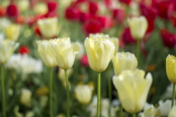 La tulipe et de nombreuses fleurs fleurissent à Floriade Canberra 2016 — Photo