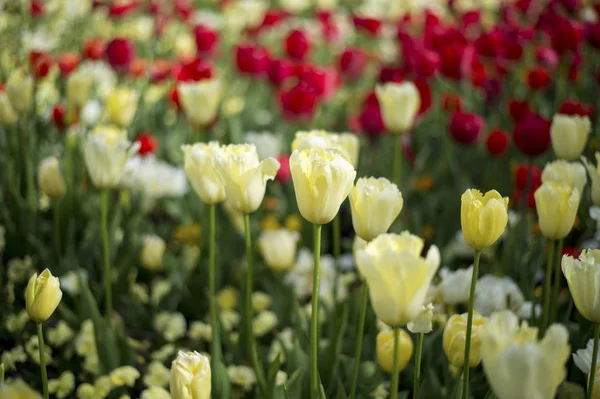 La tulipe et de nombreuses fleurs fleurissent à Floriade Canberra 2016 — Photo