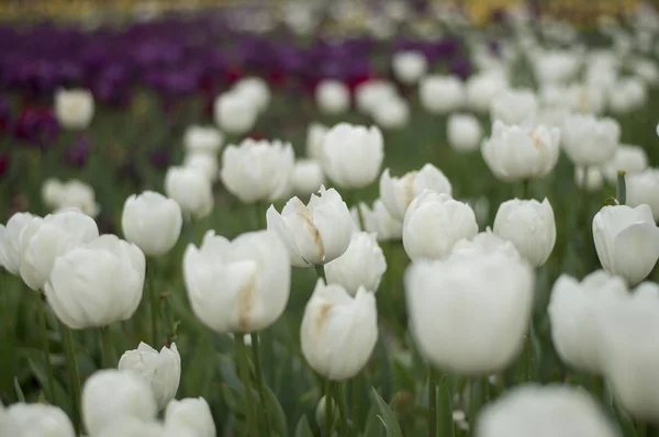 La tulipe et de nombreuses fleurs fleurissent à Floriade Canberra 2016 — Photo