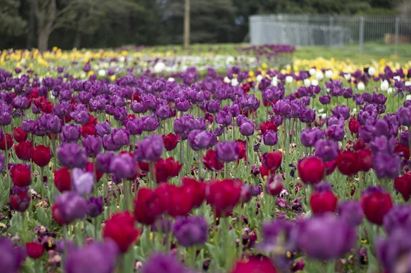 Tulipano e molti fiori in Floriade Canberra 2016 Immagine Stock
