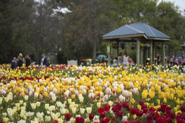Lale ve Floriade Canberra 2016 yılında birçok çiçek çiçek