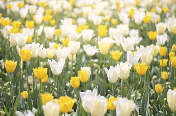 Lale ve Floriade Canberra 2016 yılında birçok çiçek çiçek