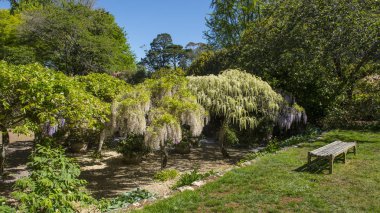 Mt.Wilson güzel bahçede