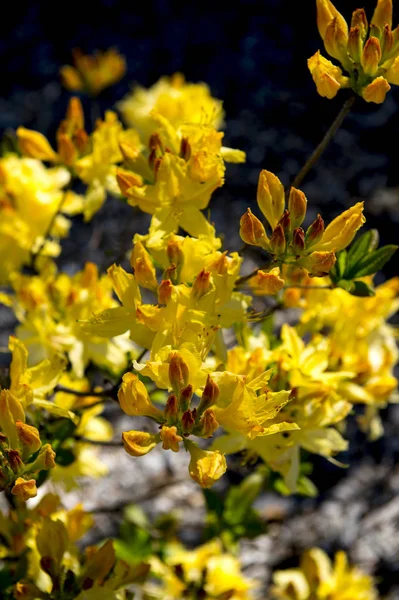 Blumen des Frühlings — Stockfoto