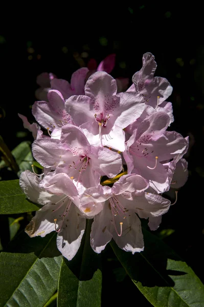 春天的花朵 — 图库照片