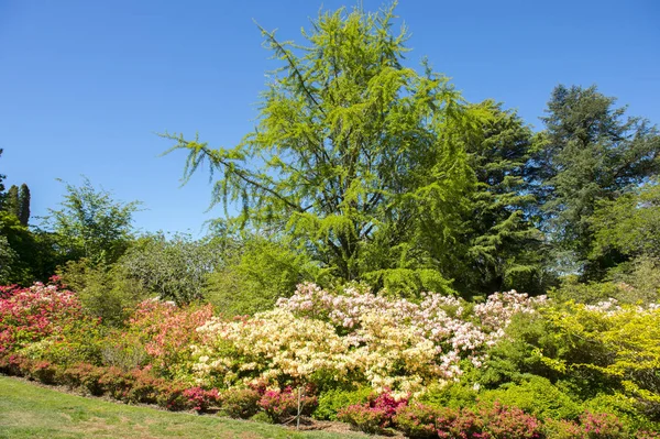 Beautiful garden in Mt.Wilson — Stock Photo, Image