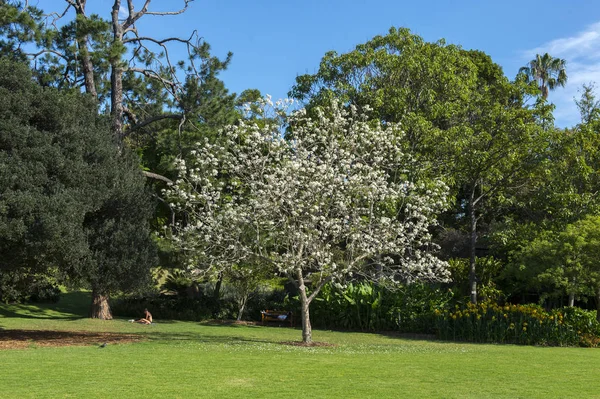 Botanic garden Sydney. — Stock Photo, Image