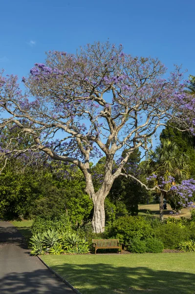 Botanische tuin van Sydney. — Stockfoto