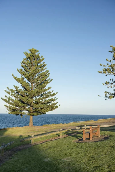 在澳大利亚被烧坏的树干的亮丽的风景线 — 图库照片