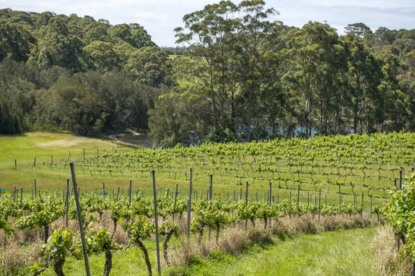 Виноградники Нового Южного Уэльса — стоковое фото