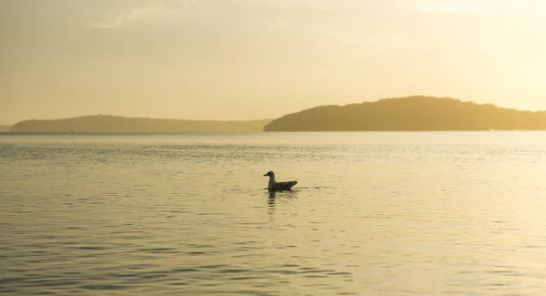 Schöner sonnenuntergang vom strand in sydney — Stockfoto