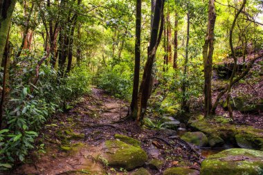 Doğa Blue Mountains Avustralya