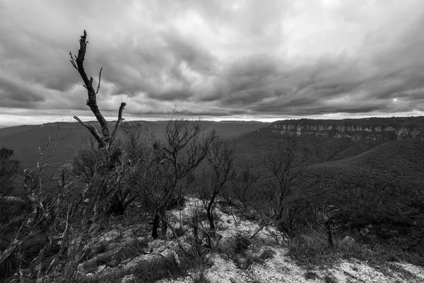 Natur in blauen Bergen Australien — Stockfoto