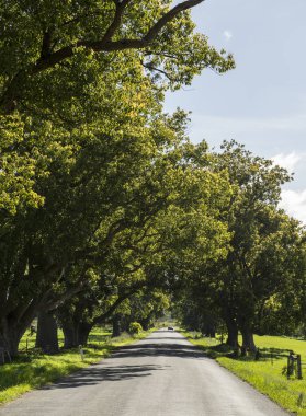 Kanguru Vadisi Sydney Southern Highlands, doğası