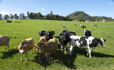 İnek çiftliği Sydney