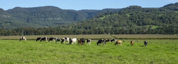 Коровья ферма в Сиднее — стоковое фото