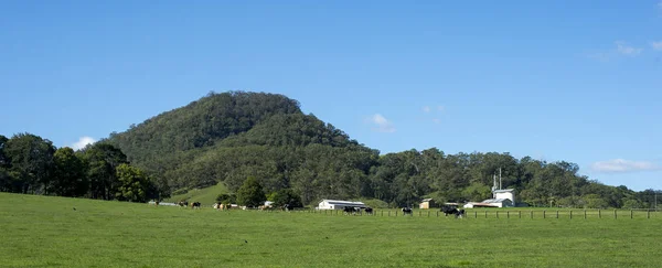 Коровья ферма в Сиднее — стоковое фото