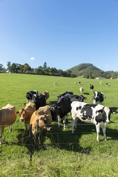Pertanian sapi di Sydney — Stok Foto