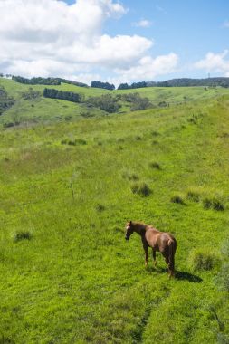 At çiftliğinde, Lithgow