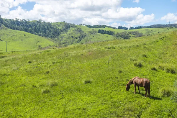 Лошадь на ферме, Литгоу — стоковое фото