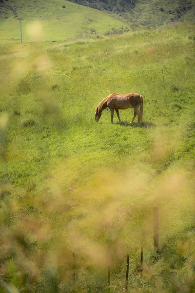 Caballo en la granja, Lithjalá — Foto de Stock