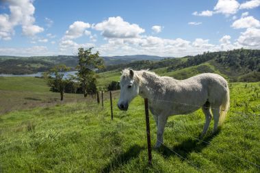 Beyaz at çiftliğinde, Lithgow