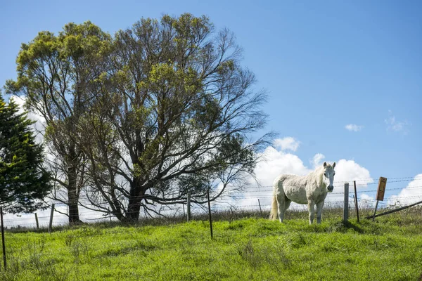 Белая лошадь на ферме, Литгоу — стоковое фото
