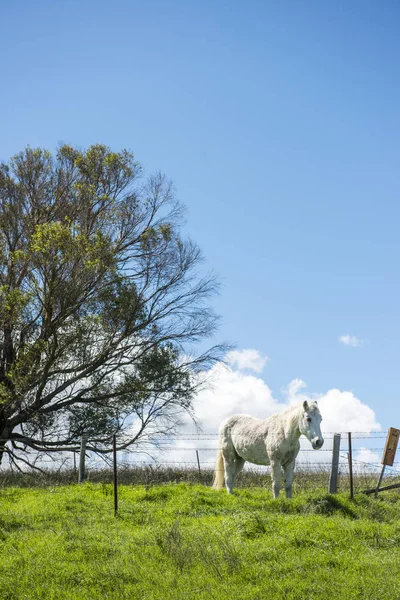 Bílý kůň v serverové farmě, Lithgow — Stock fotografie