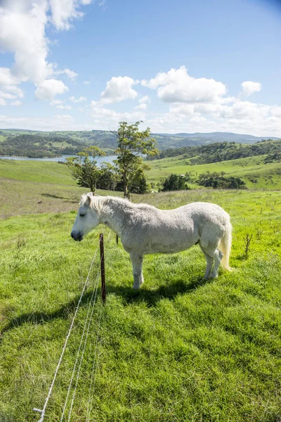 Cavalo branco na fazenda, Lithgow — Fotografia de Stock