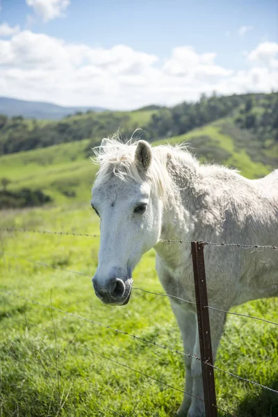 Caballo blanco en la granja, Lithjalá — Foto de Stock