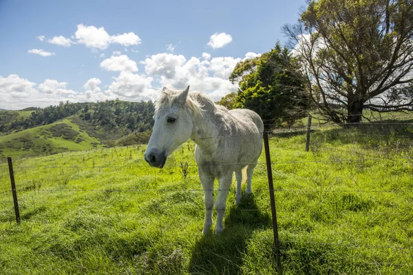 ファーム、リスゴーの白い馬 — ストック写真