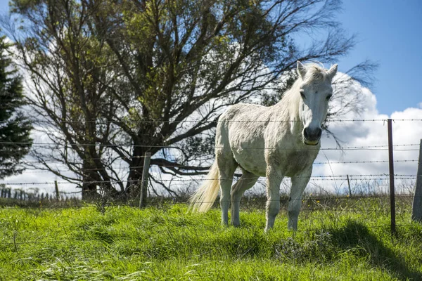 Белая лошадь на ферме, Литгоу — стоковое фото