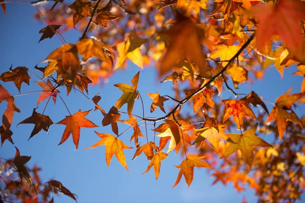 Hermoso árbol de arce de otoño colorido —  Fotos de Stock