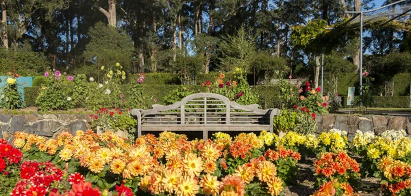 Botanic garden in Blue mountains national park — Stock Photo, Image