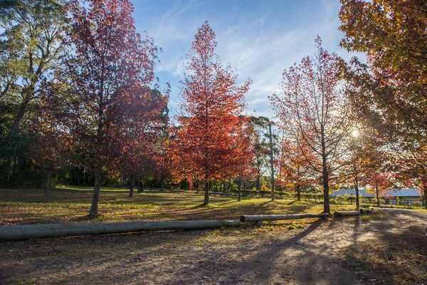 Hermoso árbol de arce de otoño colorido —  Fotos de Stock