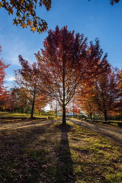 Hermoso árbol de arce de otoño colorido —  Fotos de Stock