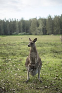Avustralya 'da vahşi kanguru