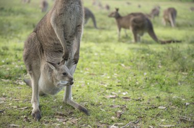 Wild Kangaroo in Australia clipart
