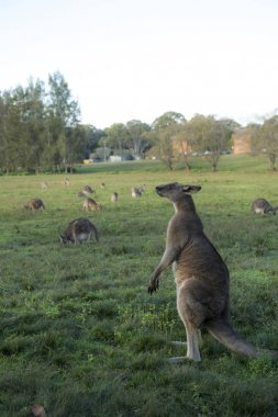 Avustralya 'da vahşi kanguru