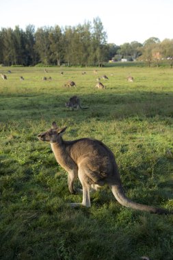 Avustralya 'da vahşi kanguru