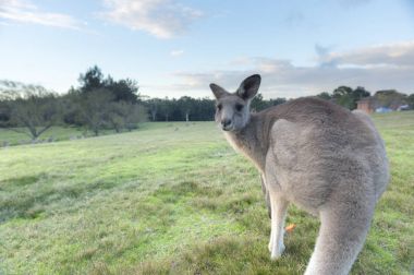 Avustralya 'da vahşi kanguru