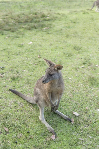 Дикий кенгуру в Австралії — стокове фото