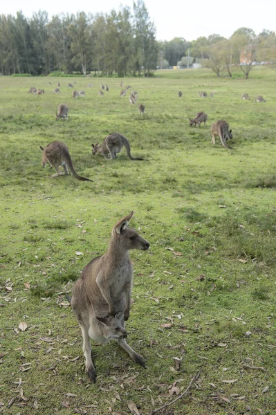 Άγρια καγκουρό στην Αυστραλία — Φωτογραφία Αρχείου