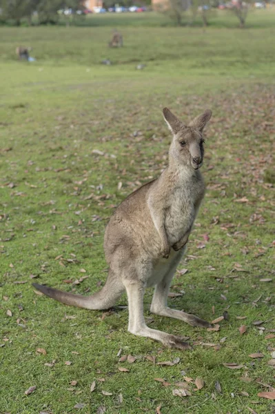 Canguro selvatico in Australia — Foto Stock