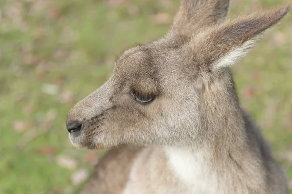 Kangourou sauvage en Australie — Photo