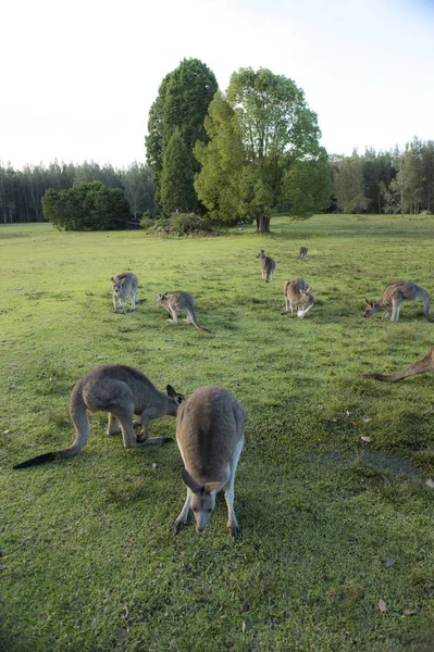 Avustralya 'da vahşi kanguru — Stok fotoğraf