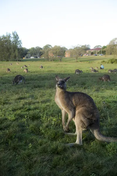 Canguro selvatico in Australia — Foto Stock