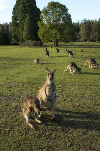 Canguro selvatico in Australia — Foto Stock