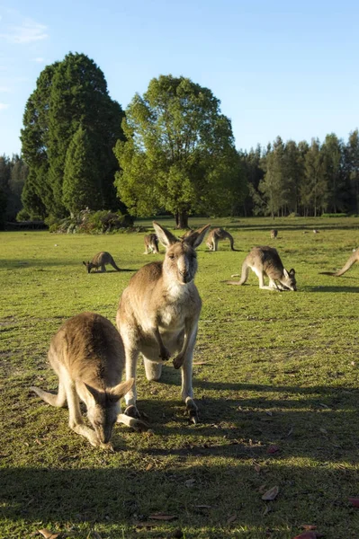 Kangourou sauvage en Australie — Photo